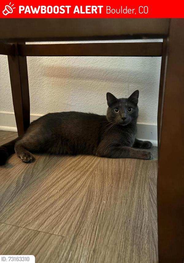 Lost Male Cat last seen Harrison Avenue and MacArthur Drive, Boulder, CO 80303