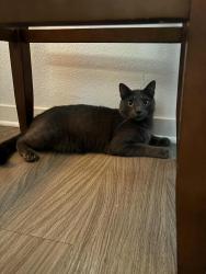 Lost Male Cat last seen Harrison Avenue and MacArthur Drive, Boulder, CO 80303