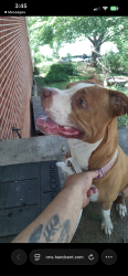 Found/Stray Female Dog last seen Gravely Rd, Kingsport, TN 37660