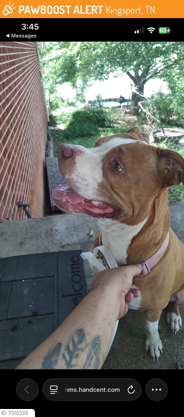 Found/Stray Female Dog last seen Gravely Rd, Kingsport, TN 37660