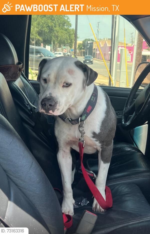 Found/Stray Male Dog last seen Shary Rd & Glasscock, Mission, TX 78573