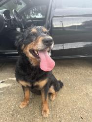 Found/Stray Female Dog last seen chaffee, Jacksonville, FL 32220