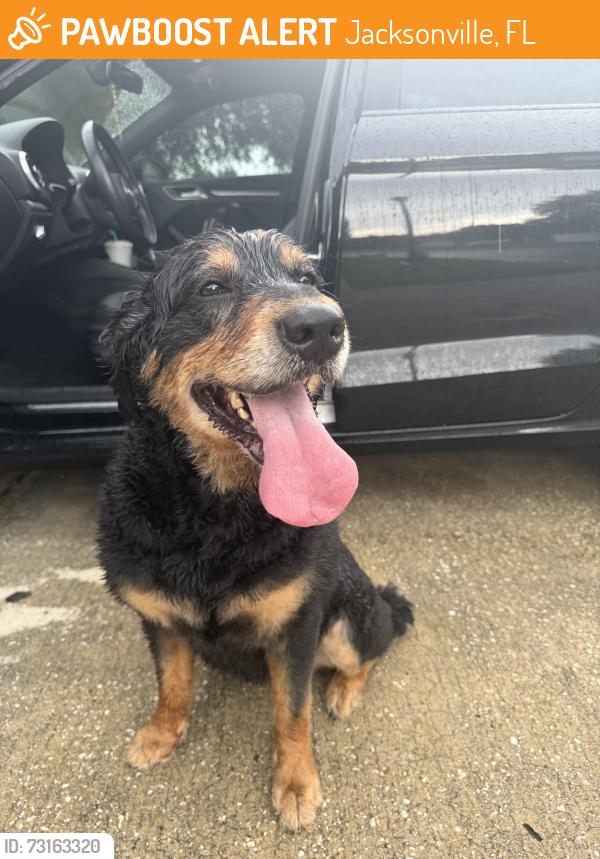 Found/Stray Female Dog last seen chaffee, Jacksonville, FL 32220