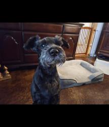 Lost Female Dog last seen near Castleman Creek area, Hewitt, TX 76643