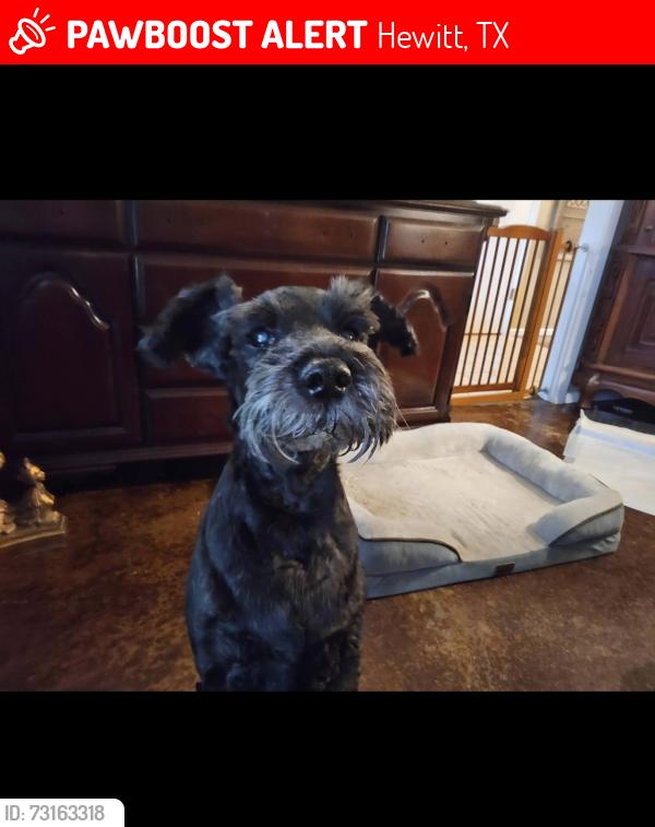Lost Female Dog last seen near Castleman Creek area, Hewitt, TX 76643