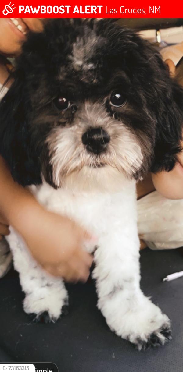Lost Male Dog last seen Moongate/ wesiner, Las Cruces, NM 88012