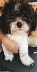 Lost Male Dog last seen Moongate/ wesiner, Las Cruces, NM 88012