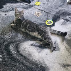 Lost Female Cat last seen Dyer Elementary, South Portland, ME 04101