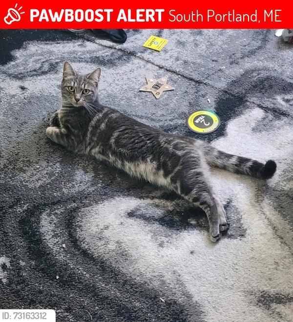 Lost Female Cat last seen Dyer Elementary, South Portland, ME 04101