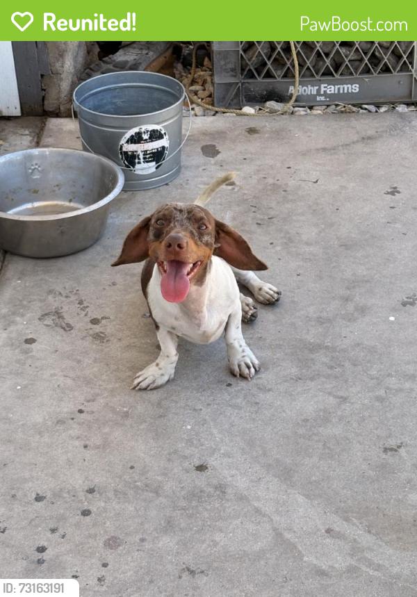 Reunited Male Dog last seen Near Algonquin Rd, Apple Valley, CA 92308, USA, Apple Valley, CA 92308