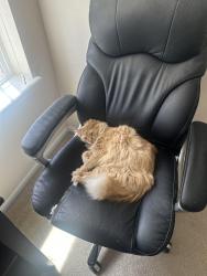 Lost Female Cat last seen Picadilly & copperleaf, Aurora, CO 80015