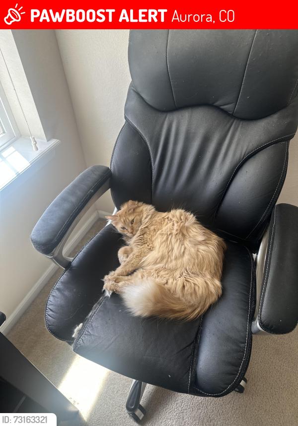 Lost Female Cat last seen Picadilly & copperleaf, Aurora, CO 80015