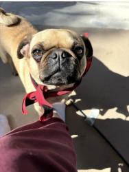Reunited Female Dog last seen Franjo Road and Tiffany drive, Cutler Bay, FL 33157