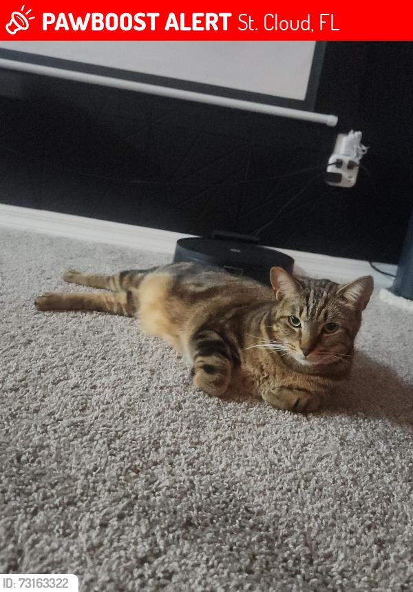 Lost Male Cat last seen Pine Lake Dr, St. Cloud, FL 34769