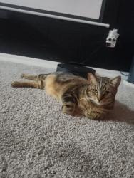 Lost Male Cat last seen Pine Lake Dr, St. Cloud, FL 34769