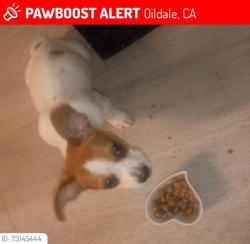 Lost Female Dog last seen Roberts Ln and Chester Ave, Oildale, CA 93308