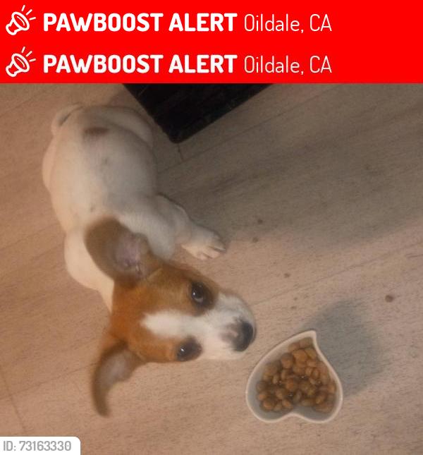 Lost Female Dog last seen Roberts Ln and Chester Ave, Oildale, CA 93308