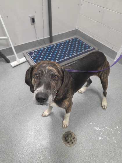 Shelter Stray Male Dog last seen Near Country Meadows Dr, Sevierville City, TN, 1008 Old Knoxville Hwy, Sevierville, TN 37862, USA