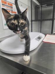 Shelter Stray Female Cat last seen Parkway in Pigeon Forge, Pigeon Forge, TN, 1008 Old Knoxville Hwy, Sevierville, TN 37862, USA