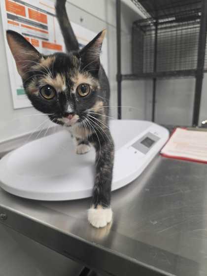 Shelter Stray Female Cat last seen Parkway in Pigeon Forge, Pigeon Forge, TN, 1008 Old Knoxville Hwy, Sevierville, TN 37862, USA