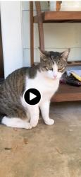 Lost Male Cat last seen DILL AVE. AND PERKERSON PARK, Atlanta, GA 30310