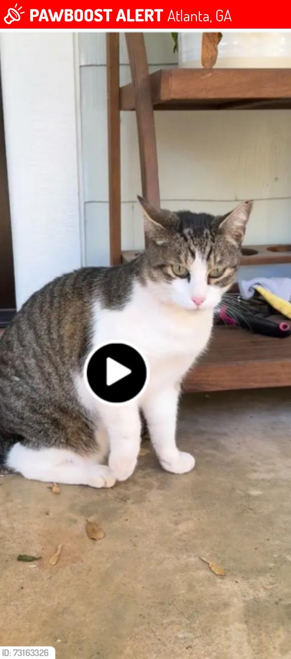Lost Male Cat last seen DILL AVE. AND PERKERSON PARK, Atlanta, GA 30310