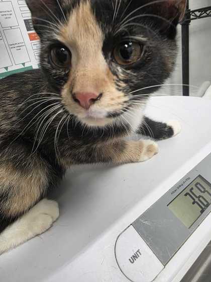 Shelter Stray Female Cat last seen Parkway in Pigeon Forge, Pigeon Forge, TN, 1008 Old Knoxville Hwy, Sevierville, TN 37862, USA