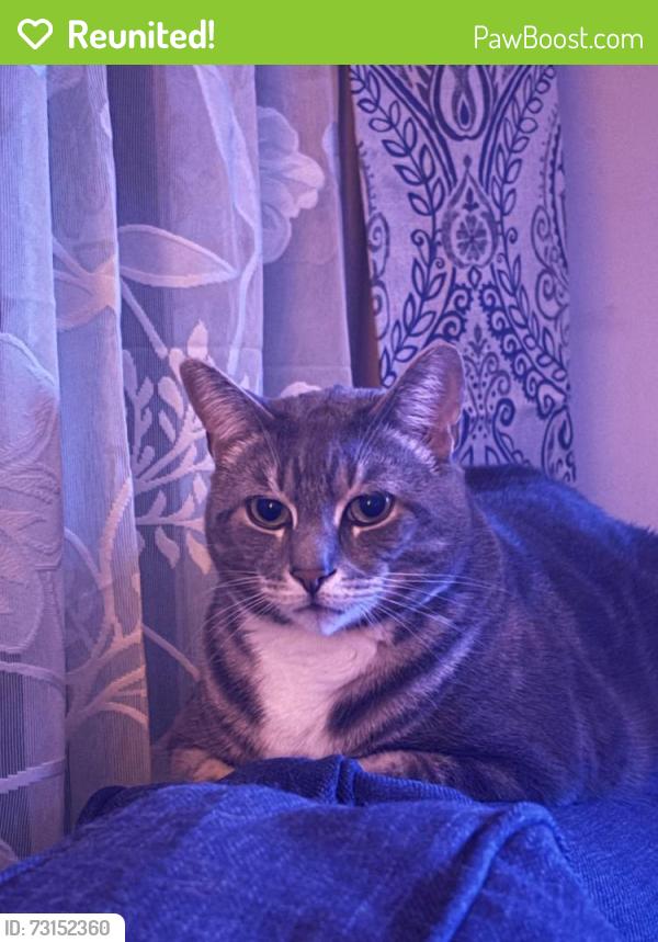Reunited Male Cat last seen Near rue Dion, Longueuil, QC J4V 3J8