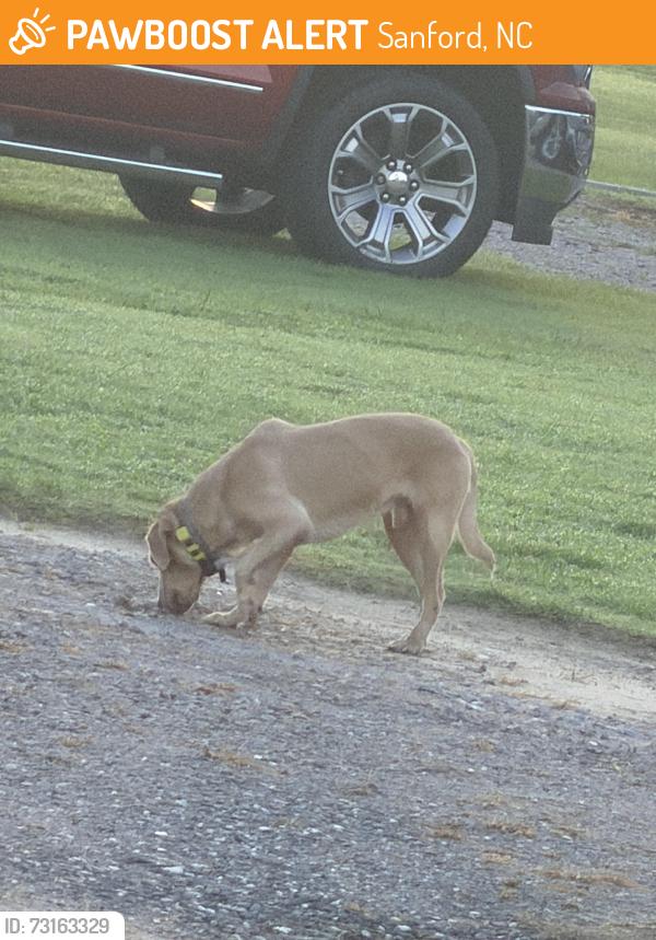 Found/Stray Male Dog last seen Minter school Road, Sanford, NC 27332