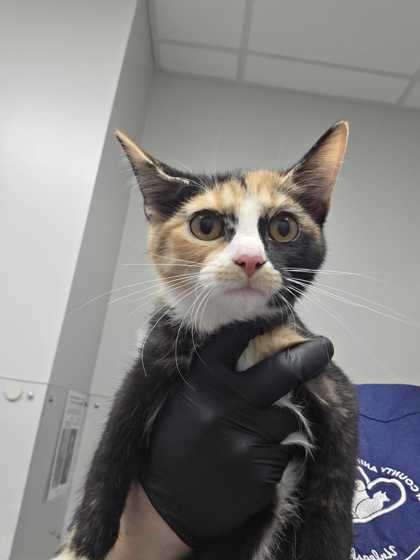 Shelter Stray Female Cat last seen Parkway in Pigeon Forge, Pigeon Forge, TN, 1008 Old Knoxville Hwy, Sevierville, TN 37862, USA