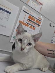 Shelter Stray Female Cat last seen Parkway in Pigeon Forge, Pigeon Forge, TN, 1008 Old Knoxville Hwy, Sevierville, TN 37862, USA