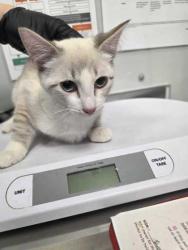 Shelter Stray Female Cat last seen Parkway in Pigeon Forge, Pigeon Forge, TN, 1008 Old Knoxville Hwy, Sevierville, TN 37862, USA