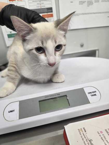Shelter Stray Female Cat last seen Parkway in Pigeon Forge, Pigeon Forge, TN, 1008 Old Knoxville Hwy, Sevierville, TN 37862, USA
