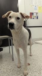 Shelter Stray Male Dog last seen Near Avalon sq, South Fulton, GA, 1251 Fulton Industrial Blvd NW, Atlanta, GA 30336, USA