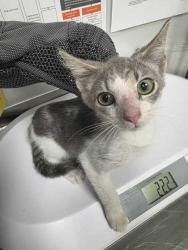Shelter Stray Female Cat last seen Near Smith School Rd, Sevier County, TN, 1008 Old Knoxville Hwy, Sevierville, TN 37862, USA