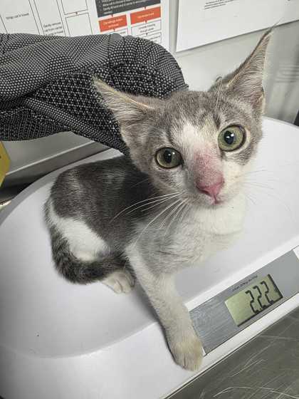 Shelter Stray Female Cat last seen Near Smith School Rd, Sevier County, TN, 1008 Old Knoxville Hwy, Sevierville, TN 37862, USA