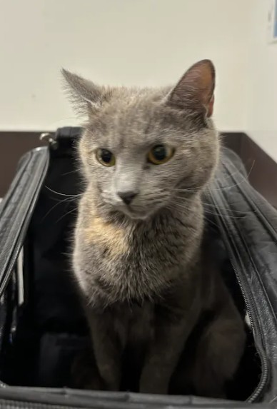 Shelter Stray Female Cat last seen Flat Shoals and Memorial Drive SE, Atlanta, GA, 1251 Fulton Industrial Blvd NW, Atlanta, GA 30336, USA