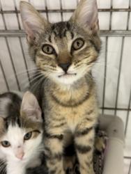 Shelter Stray Male Cat last seen Outside, Other, FL, 4030 S Airport Rd, Inverness, FL 34450, USA