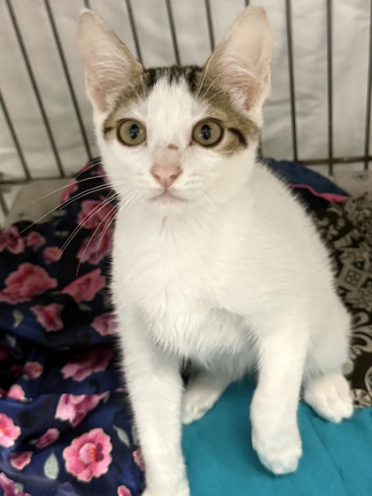 Shelter Stray Male Cat last seen Outside, Other, FL, 4030 S Airport Rd, Inverness, FL 34450, USA