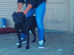Shelter Stray Male Dog last seen , , TX, 355 Hillshire Dr, Haslet, TX 76052, USA
