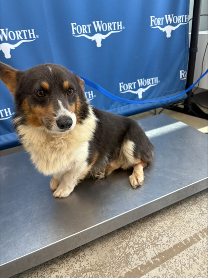 Shelter Stray Male Dog last seen Near Random road, North District, TX, 355 Hillshire Dr, Haslet, TX 76052, USA