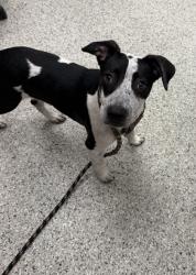 Shelter Stray Female Dog last seen Near Independence Ave, 64124, 64124, MO, 7077 Elmwood Ave, Kansas City, MO 64132, USA