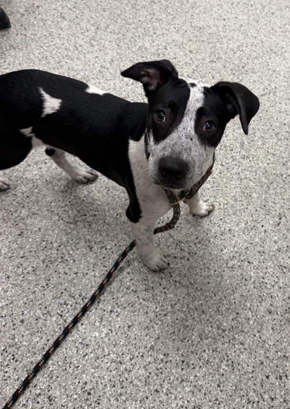 Shelter Stray Female Dog last seen Near Independence Ave, 64124, 64124, MO, 7077 Elmwood Ave, Kansas City, MO 64132, USA