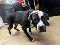Shelter Stray Male Dog last seen Near Buford Highway Atlanta, 30329, 30329, GA, 3280 Chamblee Dunwoody Rd, Chamblee, GA 30341, USA