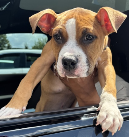 Shelter Stray Male Dog last seen Near Longview Run, Decatur 30035, 30035, GA, 3280 Chamblee Dunwoody Rd, Chamblee, GA 30341, USA