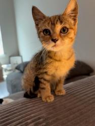 Shelter Stray Female Cat last seen Near Walker Dr Decatur, GA 30030, 30030, GA, 3280 Chamblee Dunwoody Rd, Chamblee, GA 30341, USA