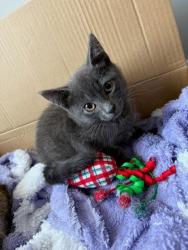 Shelter Stray Male Cat last seen Near St Lawrence Cove Tucker, GA 30084, 30084, GA, 3280 Chamblee Dunwoody Rd, Chamblee, GA 30341, USA