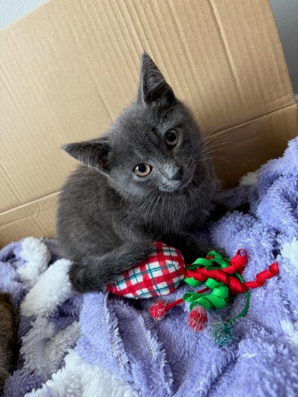 Shelter Stray Male Cat last seen Near St Lawrence Cove Tucker, GA 30084, 30084, GA, 3280 Chamblee Dunwoody Rd, Chamblee, GA 30341, USA