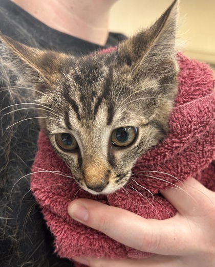 Shelter Stray Male Cat last seen Brooks School Rd and Fall Creek Rd, Fishers City, IN, 10501 Hague Rd, Fishers, IN 46038, USA