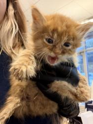 Shelter Stray Male Cat last seen Glenwood Rd, Dekalb, 30032, GA, 3280 Chamblee Dunwoody Rd, Chamblee, GA 30341, USA